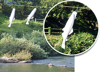 アユ釣りのメッカ美山川の上を泳ぐ「鮎のぼり」
